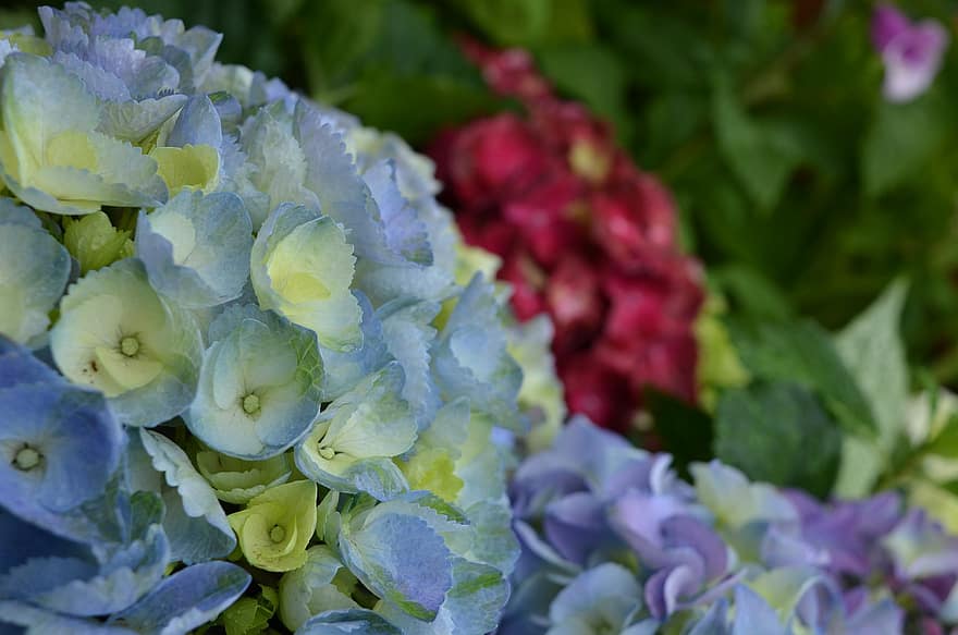 hortenzie, květiny, modré hortenzie, modré květy, květ, flóra, rostlina, Příroda