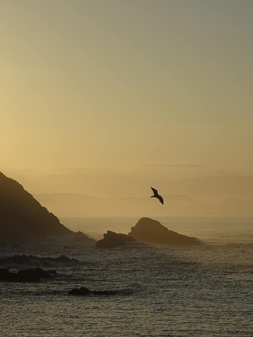 soloppgang, hav, fugl, flying, tåke, morgen, natur, fjell, Galicia, meer, vogel