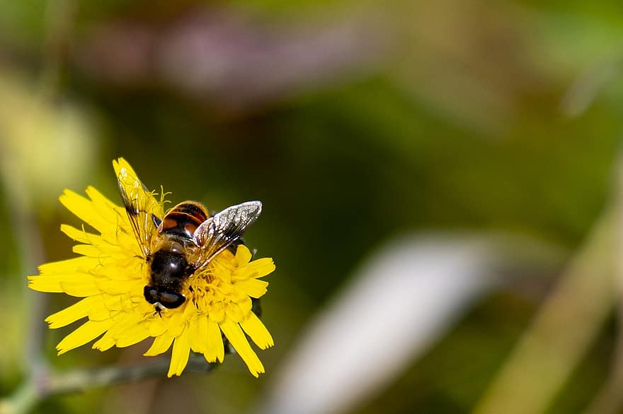 Bee, Dandelion, Wild Flower, Petals, Pollen, Pollination