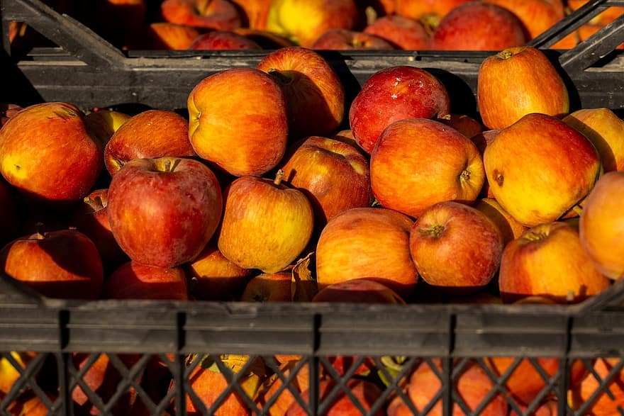 maçãs, frutas, Comida, fresco, saudável, cesta, maduro, orgânico, doce, produzir, colheita