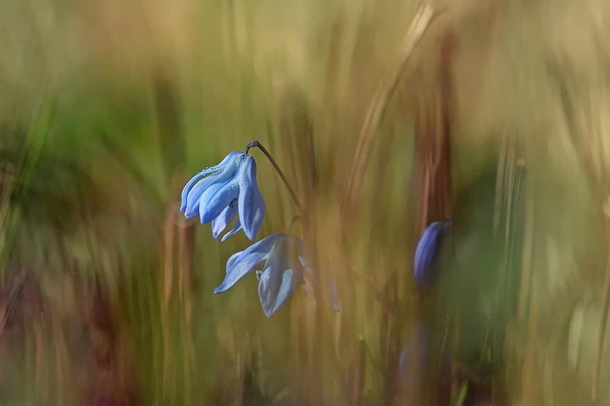 파란 별, Scilla, 초기 블루머, 꽃, 푸른, 성장, 봄, 정원