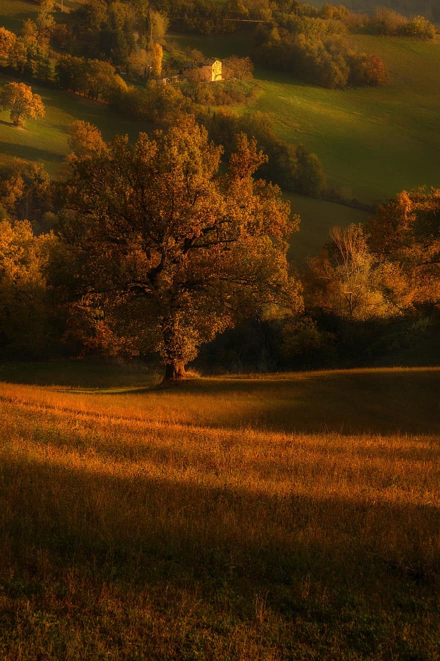 Trees, Leaves, Foliage, Grass, Field, Autumn, Colorful, Sunset, Oak, Plant, Hill