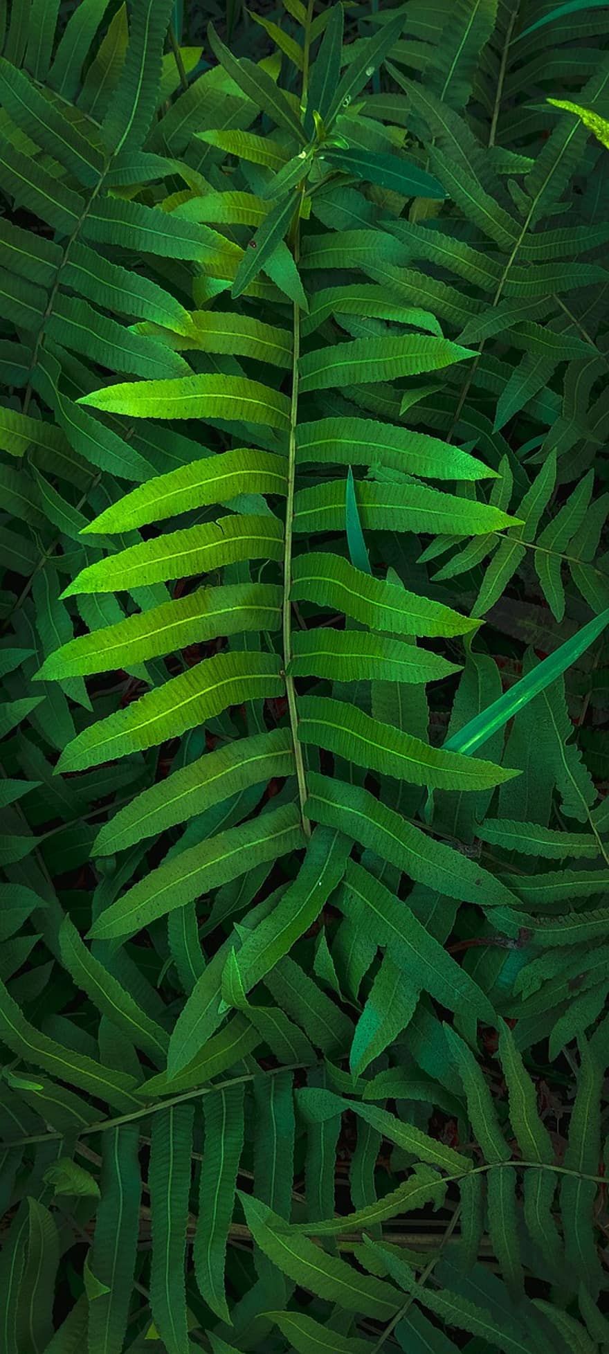 rostlina, listy, zelená, Příroda, zeleň, list, zelená barva, pozadí, les, vzor, detail