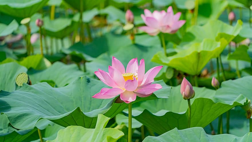 lotus, çiçek, bitkiler, pembe çiçek, su zambakları, yaprakları, tomurcuk, Çiçek açmak, su bitkileri, lotus yaprakları, gölet
