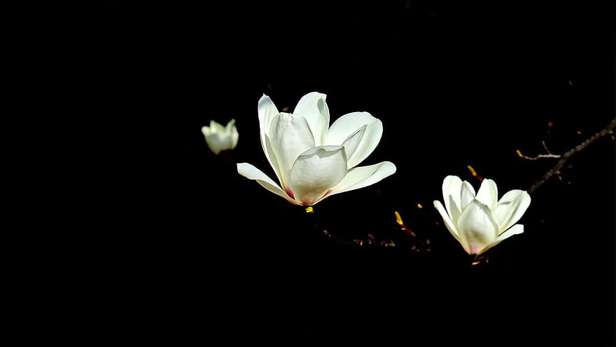 magnolia, fleurs, fleurs blanches, la nature, les fleurs, fleur, plante, fermer, pétale, tête de fleur, été