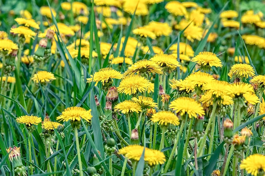 Flowers, Dandelions, Yellow Flowers, Spring, Meadow, Blossom, Bloom, Flora, Flower Meadow, Nature, Grass
