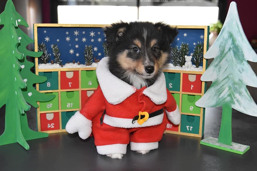 Hond als kerstman, de herdershond van Shetland, Sinterklaaspuppy, hond, dier, Shetland Sheepdog Puppy, schattig, boom, huisdieren, winter, humor