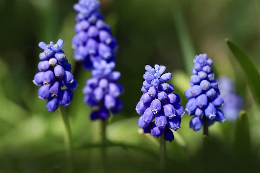 fiore, giacinti di uva, muscari, fioritura precoce, fiori blu, primavera, avvicinamento, pianta, viola, estate, colore verde