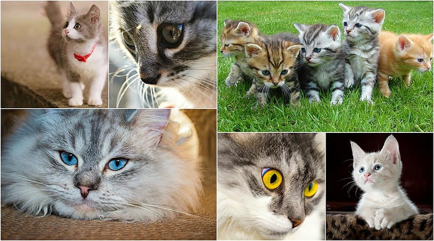 katter, kattungar, collage, fotokollage, söt, pott