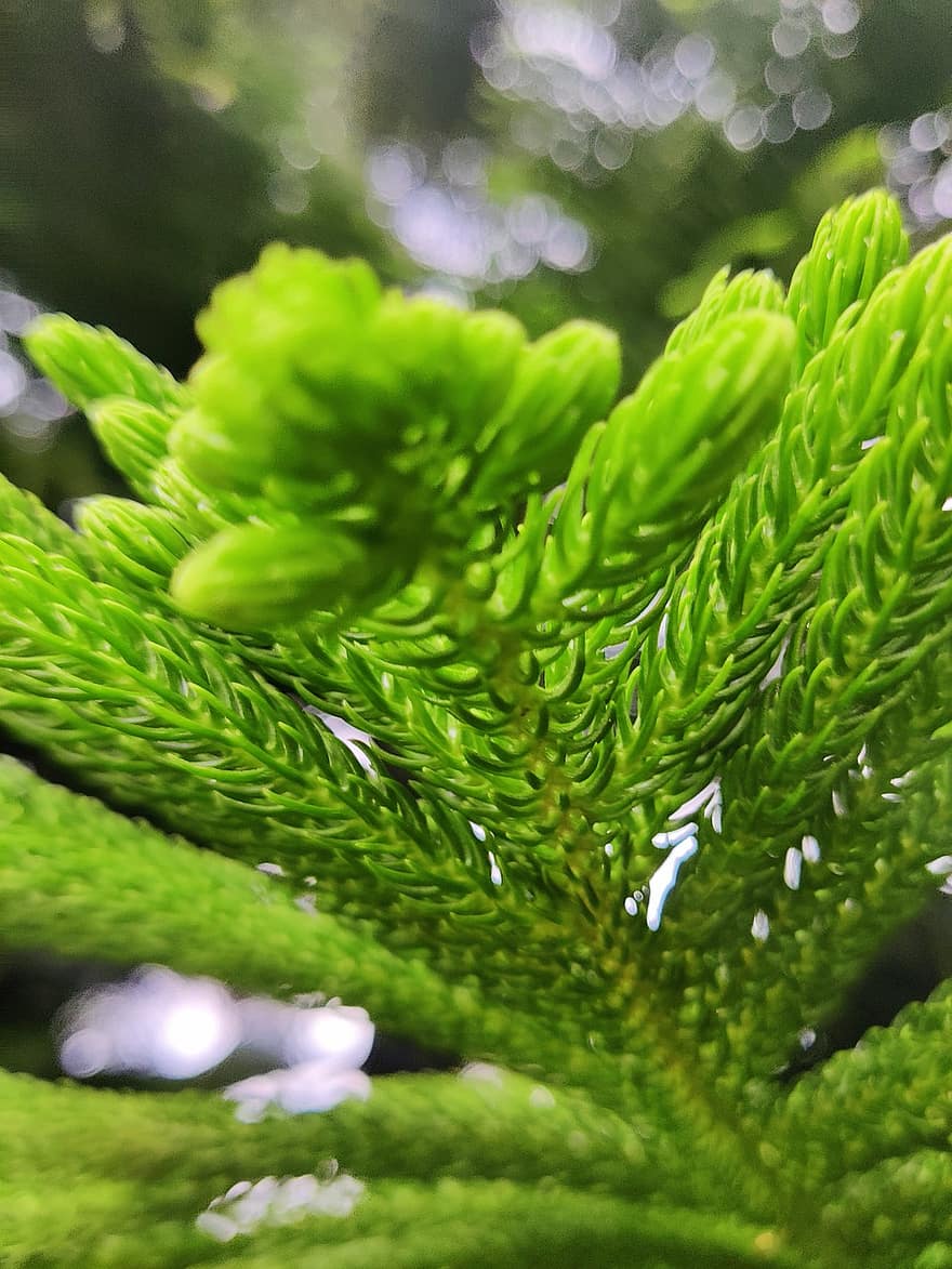 Pino de la isla Norfolk, hojas, rama, araucaria, follaje, verdor, árbol, planta, conífera, hojas perennes, naturaleza
