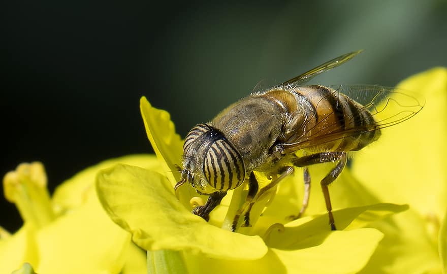 mosca flotante, insecto, flor, Mosca de dron con ojos de banda, polinización, pétalos, planta, jardín, naturaleza, macro, de cerca