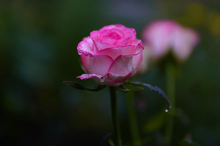троянда, рожева троянда, квітка, рожевий, пелюстки, крапля дощу, крапля роси, краплі, роса, цвітіння, квітуча рослина