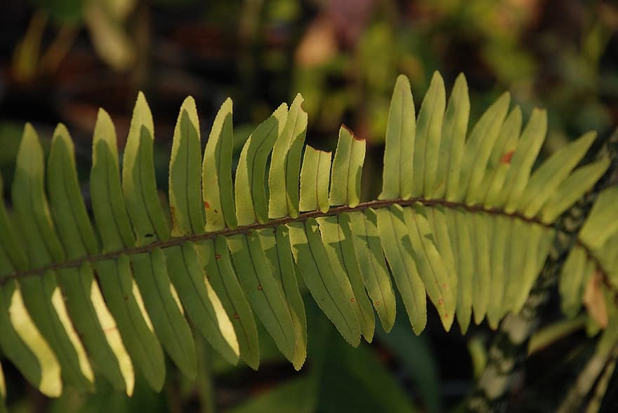 falguera, esporòfit, Nephrolepis Falcata, planta, planta ornamental, naturalesa