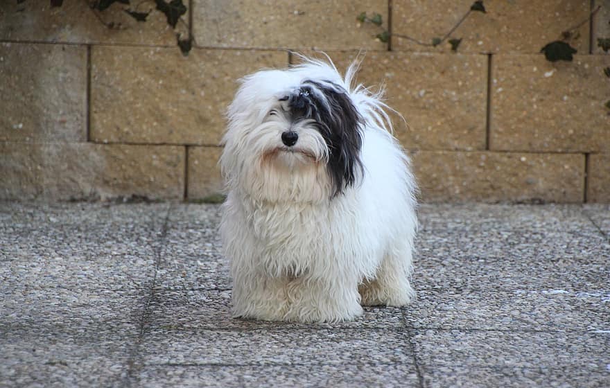 animal de compagnie, chien, Coton Tulle, chiot, animal, canin, mammifère