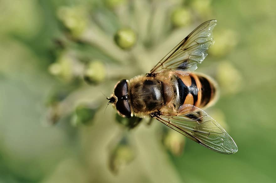 hoverfly, insekt, blomma, syrilflyga, djur-, vinge, pollinering, trädgård, natur