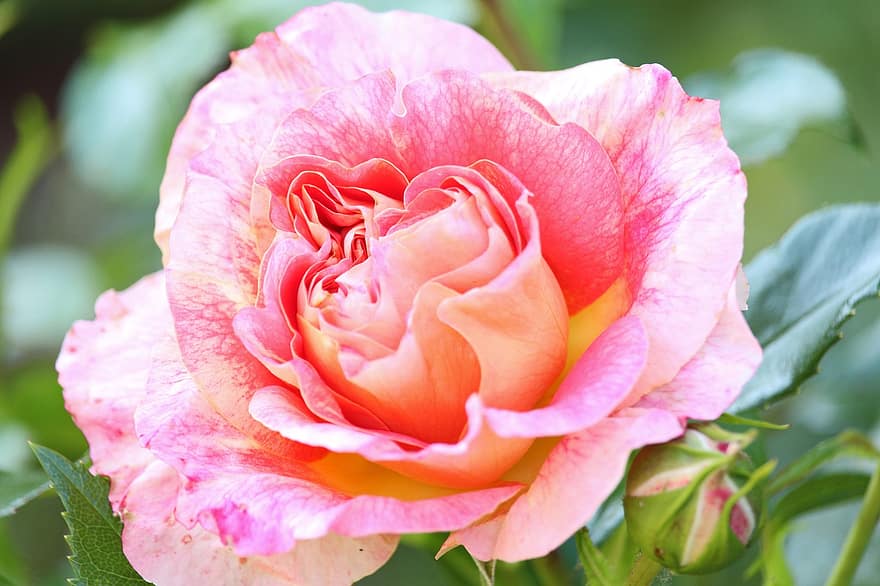 Rose, blomstre, flor, romantisk, have, skønhed, rose blomst, Rosenbusk, natur, kronblade, romantik