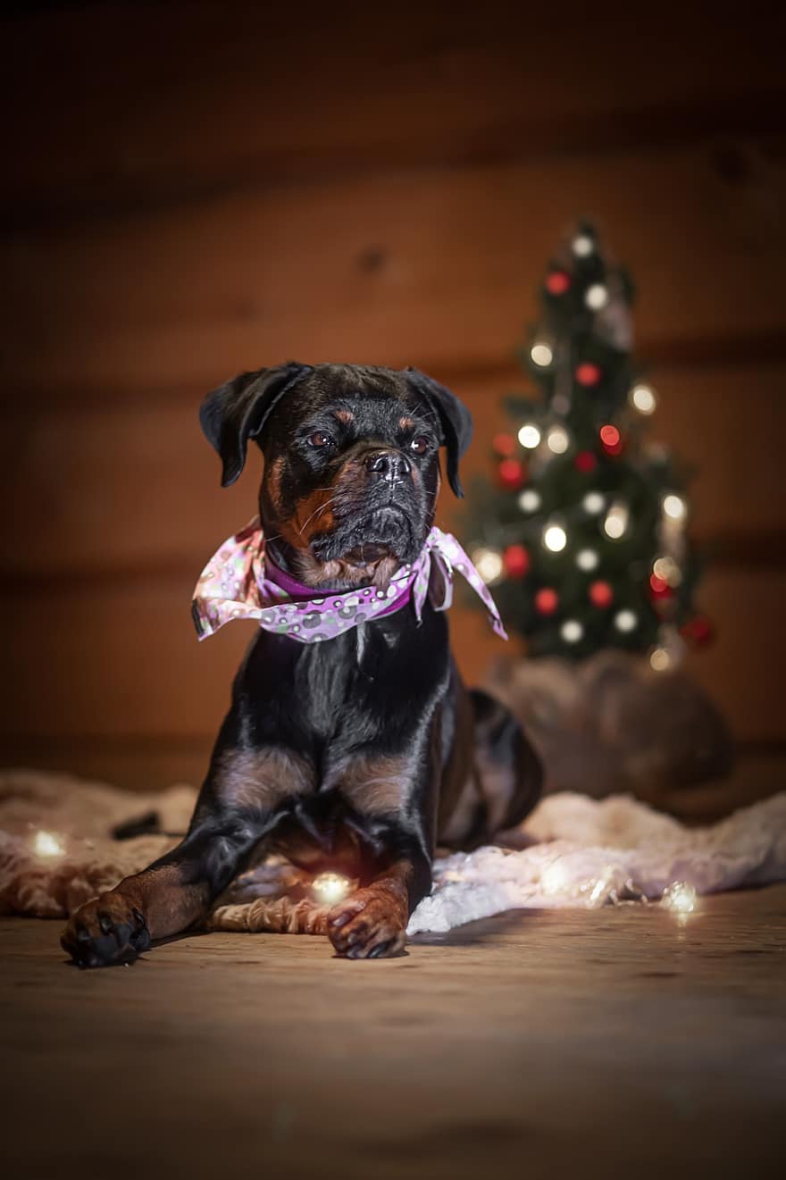犬、ロットワイラー、ペット、ライト、クリスマス、可愛い、子犬、犬歯、純血種の犬、小さい、家畜
