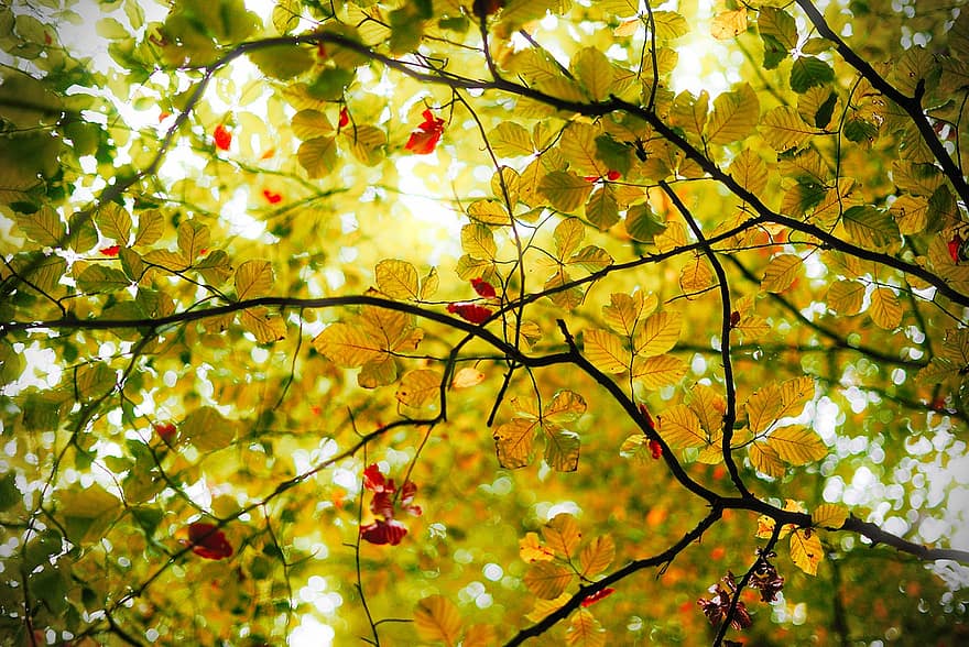 lapai, miškas, medis, ruduo, sezoną, lauke, rudenį, pobūdį, fonas, dykumoje, filialas