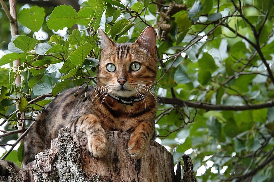Bengala, gato, árbol, madera, mascota, animal, felino, mamífero, linda, bonita, gato de bengala