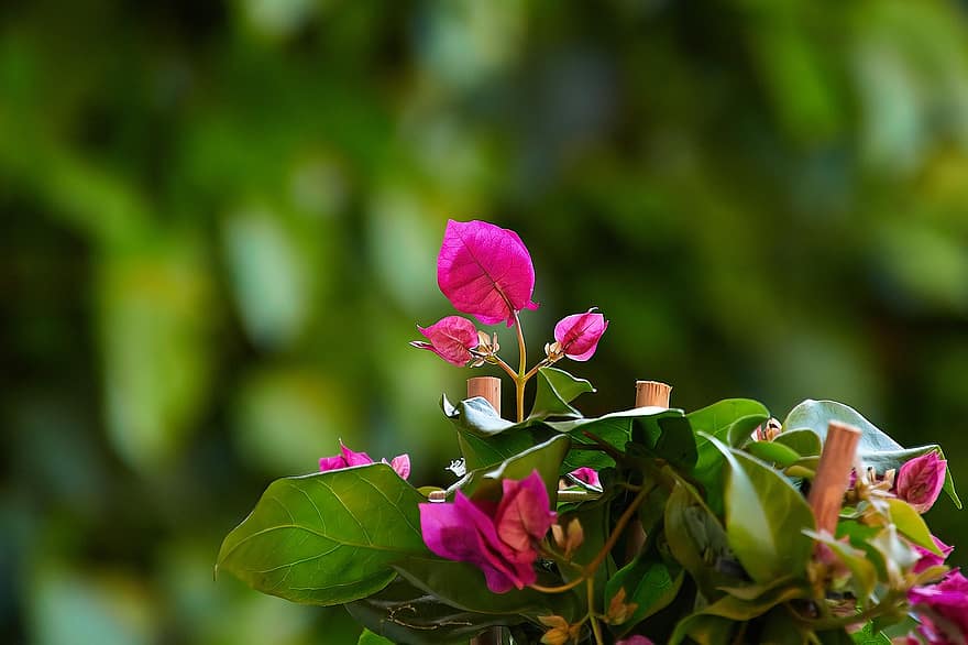 buganvília, flors, planta, fulles, flors de color rosa, florir, jardí, naturalesa