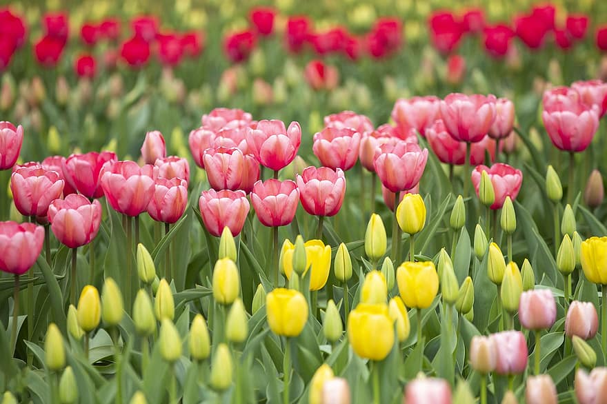 tulipas, amarelo, Rosa, florescendo, o Jardim, ouro, flor, página, coloração