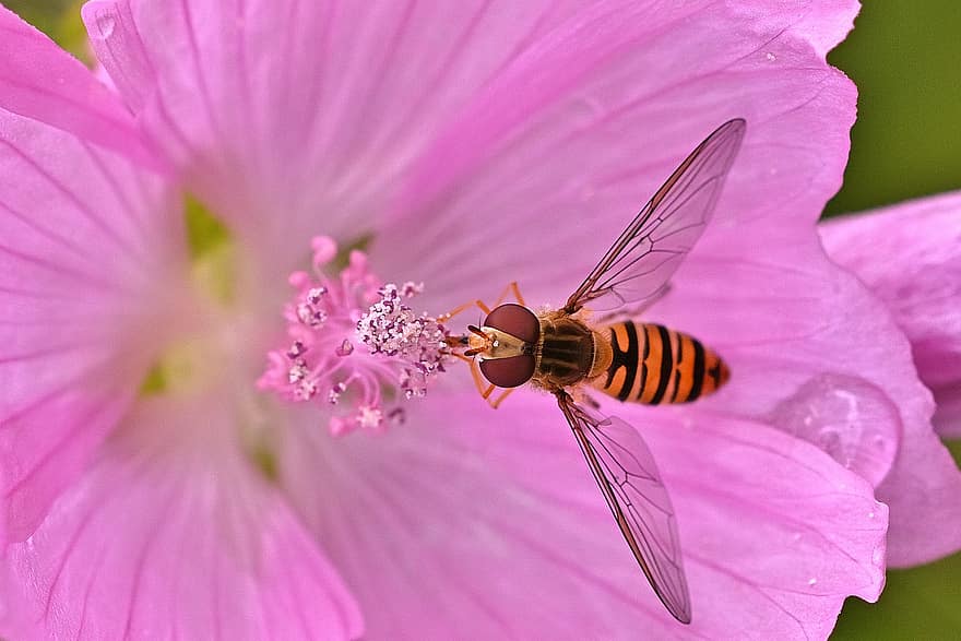 Schwebeflug, Malve, Insekt, Blume, Blütenblätter, Pollen, Bestäubung, Sommer-, Garten