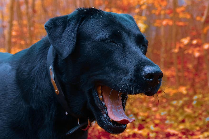 собака, зевать, домашнее животное, животное, зевающий, сонный, черный собака, мех, черный мех, собачий, щенок