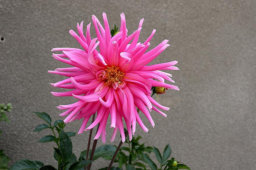 Dahlie, Farbe Pink, Blumen, Garten, Gartenarbeit, Gartenbau, Botanik, Flora, Sommer-, Licht