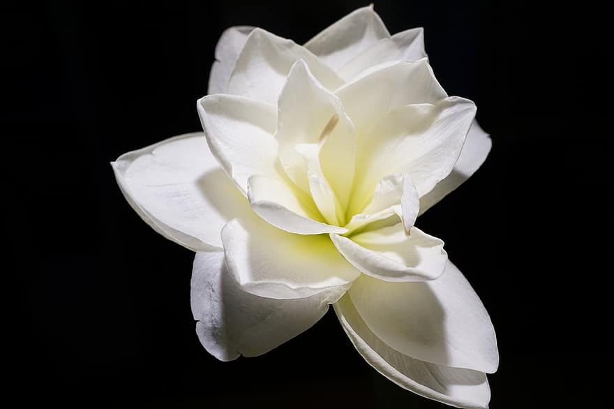 amaryllis, flor, flor blanca, naturalesa, primer pla, pètal, cap de flor, planta, full, flor única, estiu