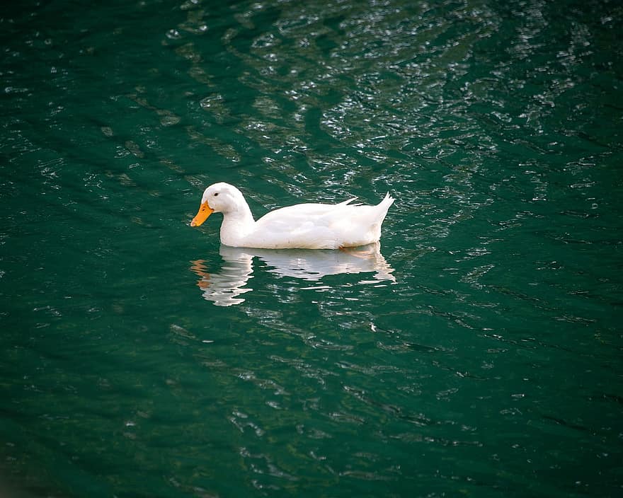 Duck, Pekin, Pekin Duck, American Pekin, White, Waterfowl, Water, Lake, Nature, Saint Charles, Missouri