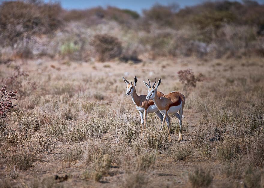 antilope, animali, safari, springbok, mammiferi, natura, natura selvaggia, selvaggio, savana, Parco Nazionale, etosha