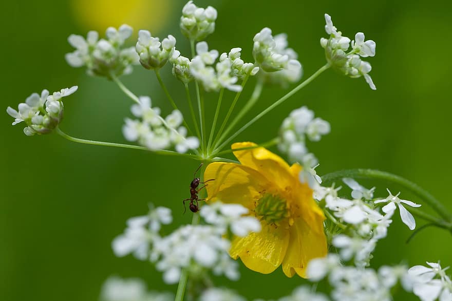 Çiçekler, karınca, böcek, düğünçiçeği, inek maydanoz, Çiçek açmak, bitki, doğa