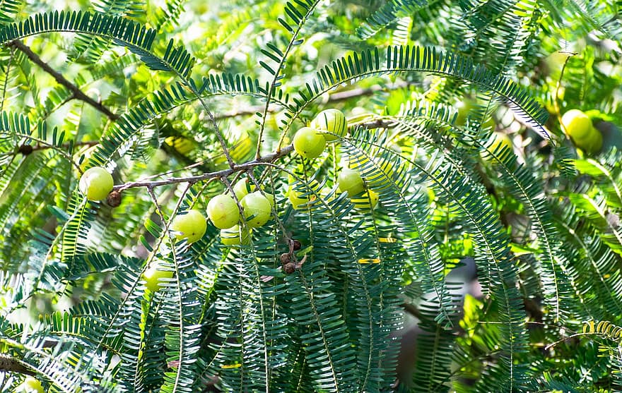 インドガンベリー、アンブラ、木の枝、包む、アンブラフルーツ、新鮮な、栄養、オーガニック、健康、葉、緑色
