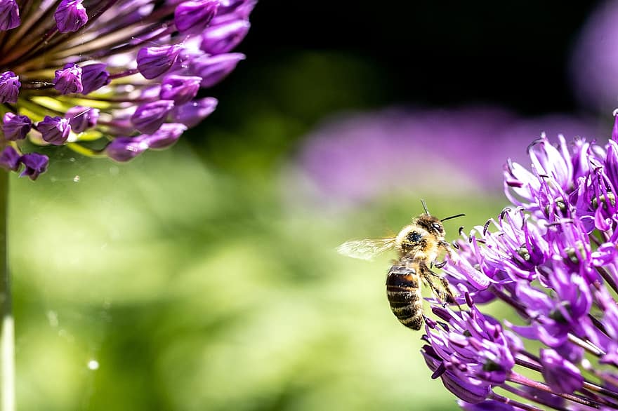 bunga-bunga, lebah, serangga, kelopak, serbuk sari, penyerbukan, ungu, mekar, musim panas, botani