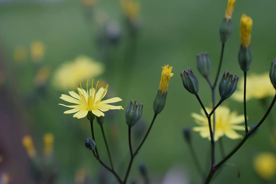 Hololeion, Flower, Plant, Yellow Flowers, Buds, Petals, Bloom, Flora, Nature, summer, close-up