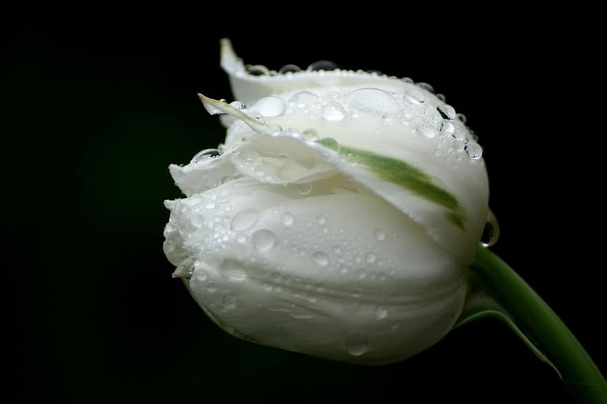 tulipán, gotas de agua, primavera, flor, naturaleza, tulipanes, floración, pétalo, blanco, planta, lluvia