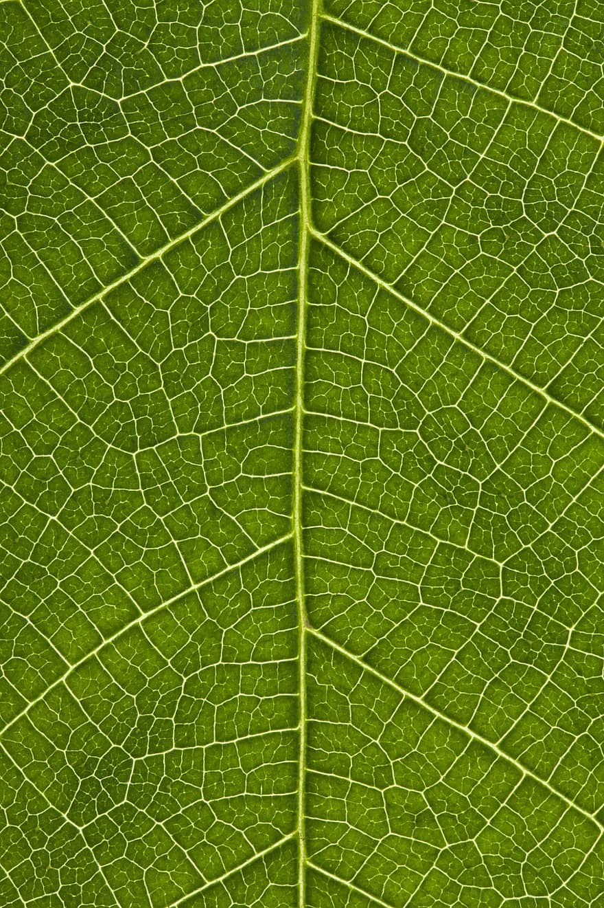 листо, листа вени, растение, зелен, модел, текстура, природа, макро, зелен цвят, едър план, фонове