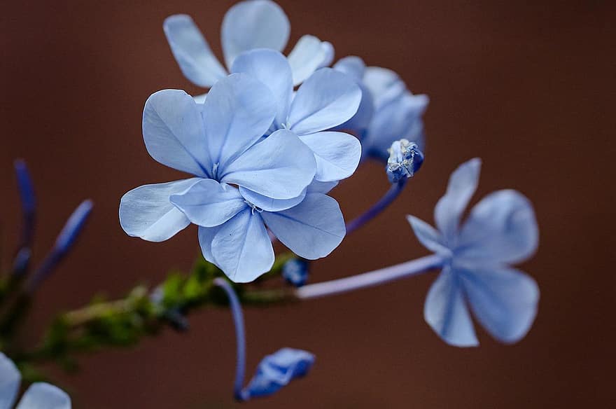 blomst, blå blomster, hage, petals, blåblader, blomstre, flora, anlegg, natur, nærbilde, blå
