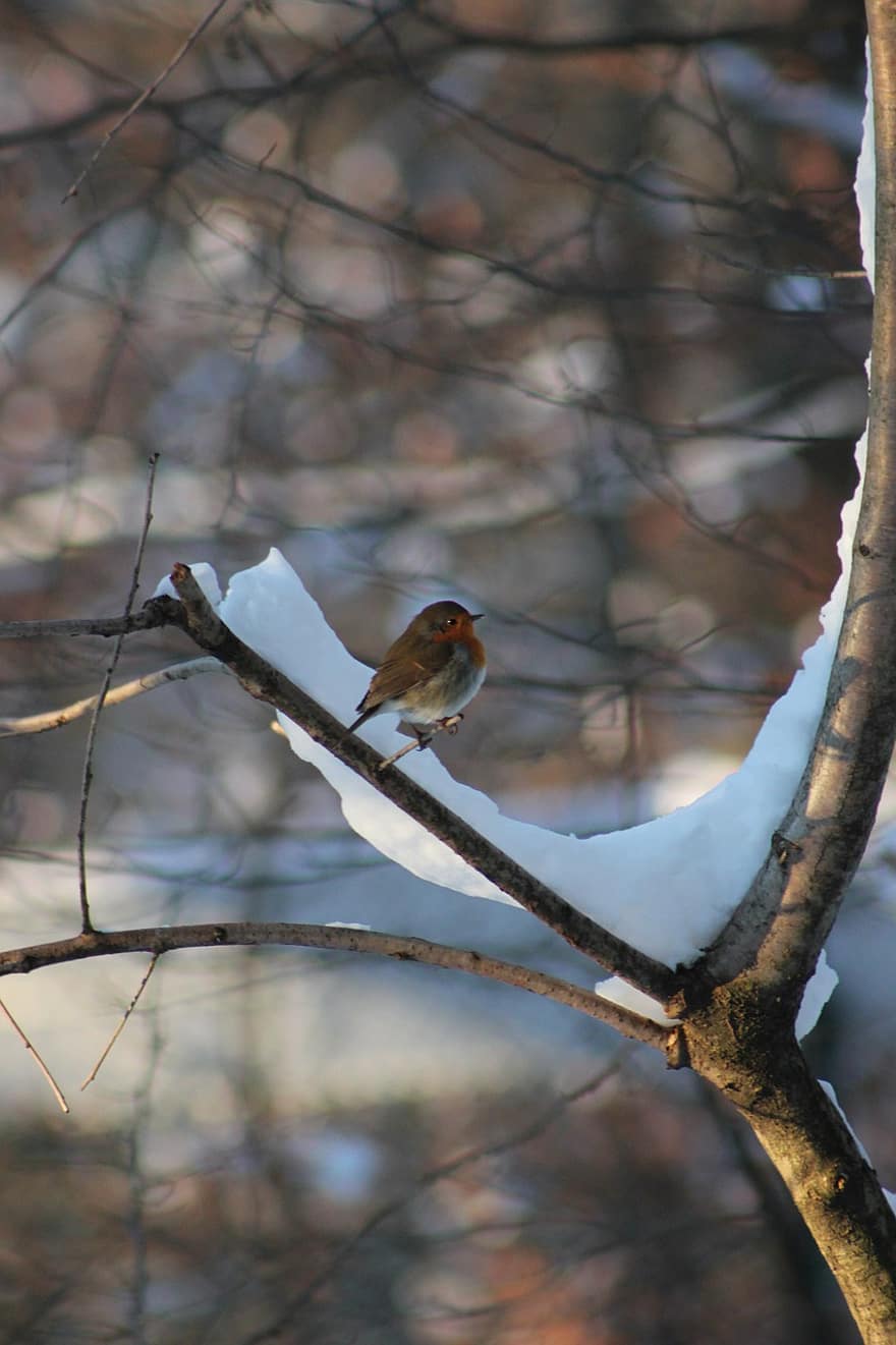 robin, pássaro, empoleirado, neve, inverno, animal, penas, plumagem, bico, conta, observação de pássaros