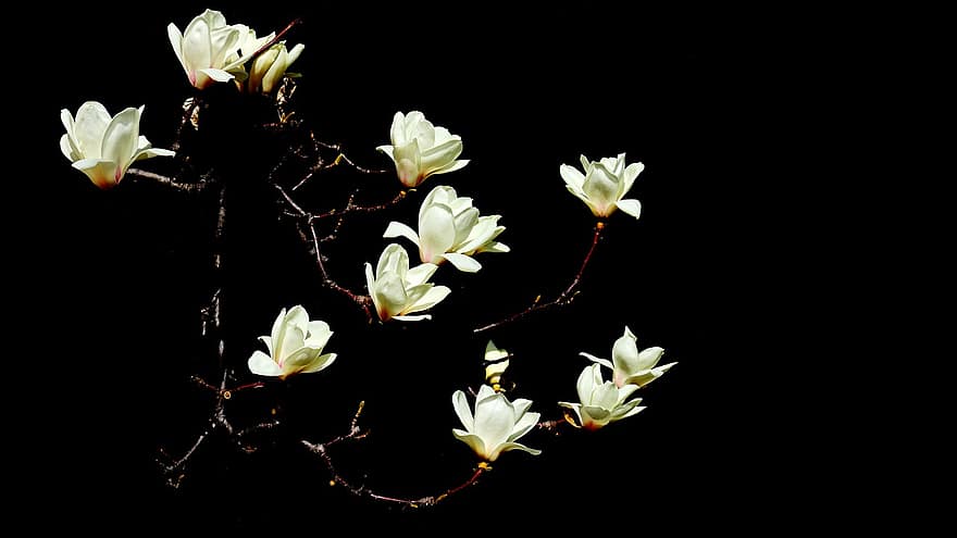 magnolia, las flores, Flores blancas, naturaleza, flores, flor, planta, de cerca, pétalo, hoja, cabeza de flor