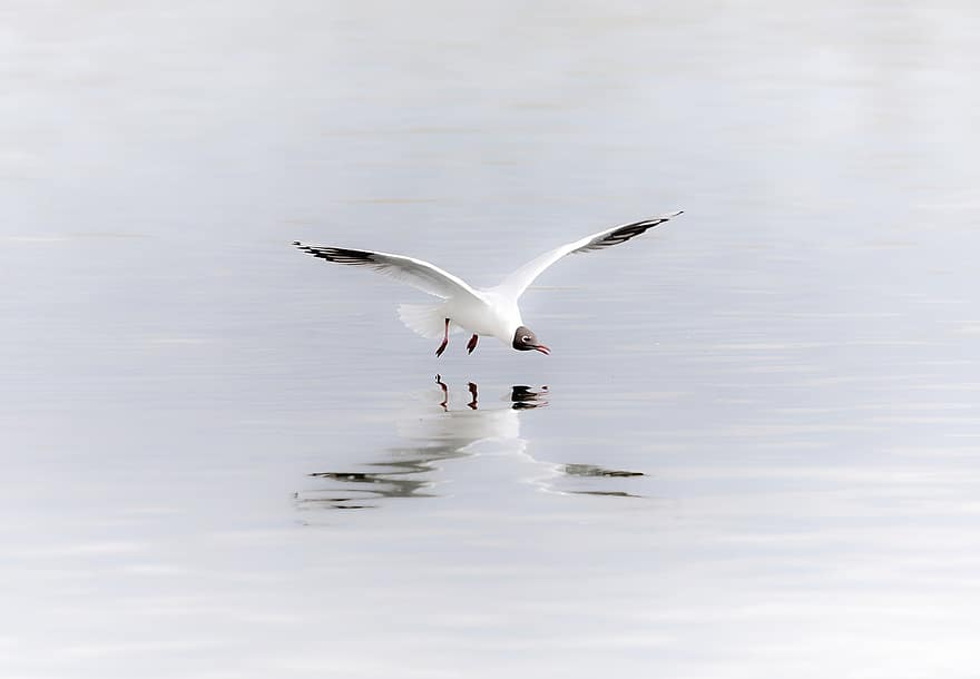 Gull, Flying, Sea, Reflection, Water, Seagull, Seabird, Bird, Animal, Wildlife, Wings