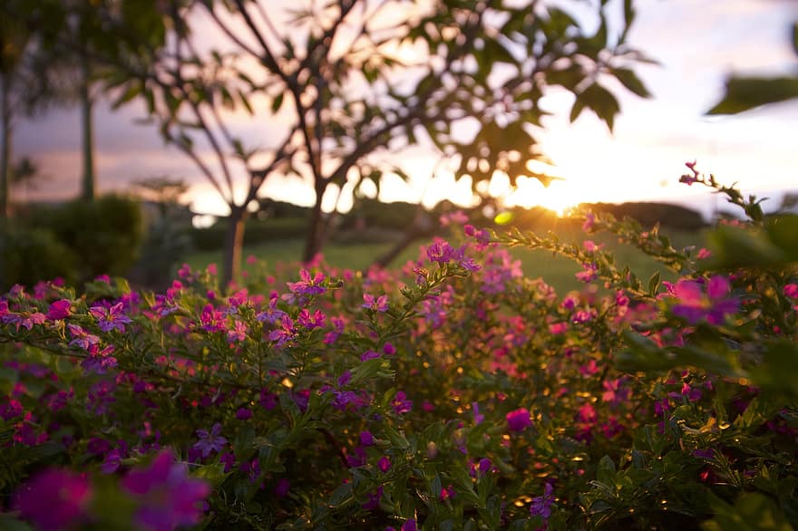 フラワーズ、植物、日没、日の出、ピンクの花、咲く、自然、夕暮れ