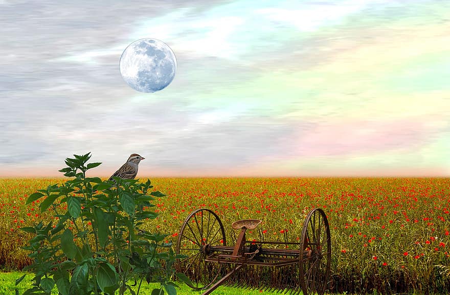 маковое поле, маки, весенние цветы, весна, Старинные грабли, Луна, красные цветы, воробей, страна холмов техаса, сельскохозяйственная земля, ранчо