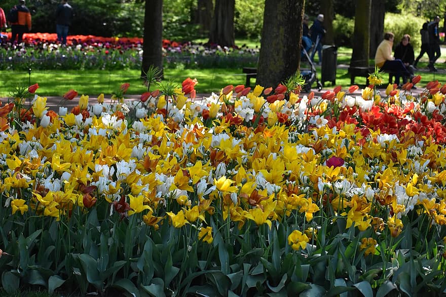 las flores, tulipanes, naturaleza, floración, amsterdam, Keukenhof, Holanda, Países Bajos, paisaje, estacional, tulipán