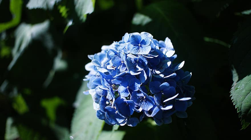 hortenzija, ziedi, augu, zili ziedi, ziedlapiņām, zied, raksturs