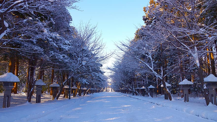 δέντρα, φύση, χειμώνας, εποχή, σε εξωτερικό χώρο, ταξίδι, εξερεύνηση, Ιαπωνία, hokkaido, sapporo, ναός