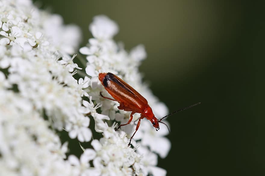 scarafaggio, umbella, bianca, semi, autunno, insetto, natura, flora, fauna, verde, rosso nero