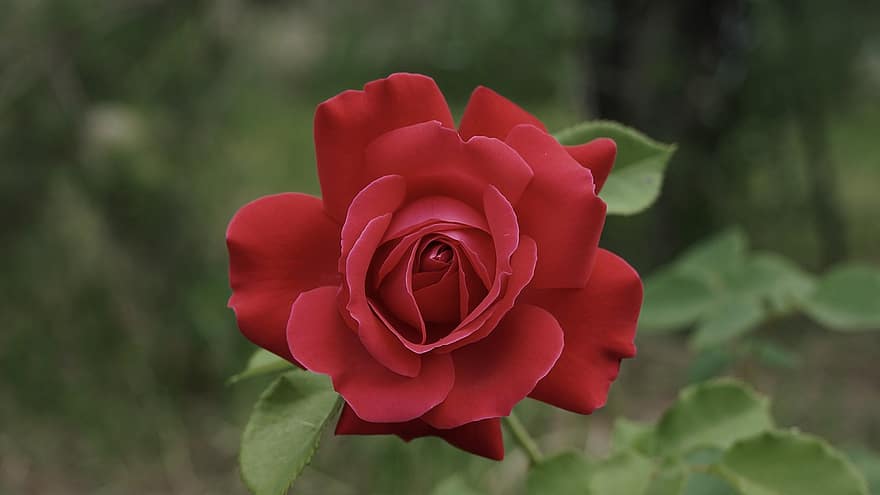 Rosa, flor, Rosa roja