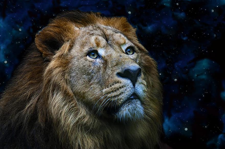 lleó, depredador, animal, mamífer, gat gran, animal salvatge, carnívor, vida salvatge, desert, fauna, safari