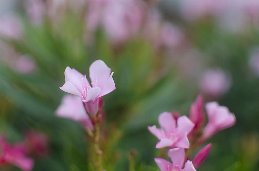 Orleanders、フラワーズ、小さな花、ピンクの花、花びら、ピンクの花びら、花、フローラ、自然、咲く